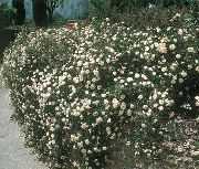 biela Ruže Pôdokryvna Záhradné Kvety fotografie