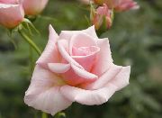 fotografie Hybrid Čajovej Ruže Kvetina