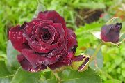 burgundy Hybrid Tea Rose Garden Flowers photo