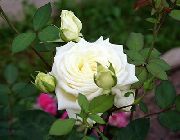 fotografie biela Kvetina Hybrid Čajovej Ruže
