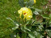 yellow Hybrid Tea Rose Garden Flowers photo