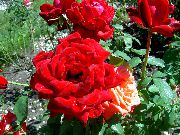 raudonas Hibridinių Arbatos Išaugo Sodo Gėlės nuotrauka