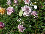 lilac Hybrid Tea Rose Garden Flowers photo