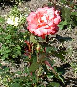 fotografija oranžna Cvet Hybrid Tea Rose