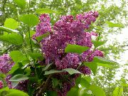 fotografija Skupno Lila, French Lilac Cvet