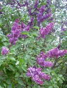 lila Gewöhnlicher Flieder, Französisch Lilac Garten Blumen foto