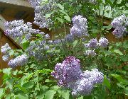 lilla Lilac Comuni, Lilla Francese Fiori del giardino foto