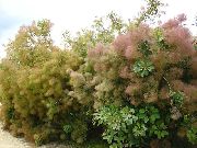 vaaleanpunainen Smokebush Puutarhan Kukat kuva