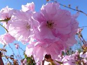 vaaleanpunainen Prunus, Luumu Puu Puutarhan Kukat kuva