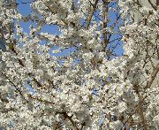 valkoinen Prunus, Luumu Puu Puutarhan Kukat kuva