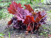 tamnocrvena Rabarbara, Pieplant, Da Huang Biljka foto