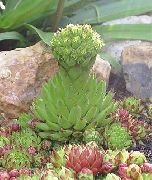 photo Rosularia Plant (succulents)