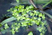 clair-vert Lentille D'eau Plante photo