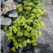 claro-verde Saxifrage Oro Planta foto
