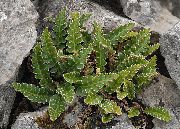 снимка Rustyback Папрат, Ръждиво-Назад Папрат, Лющеща Spleenwort Растение (папрати)