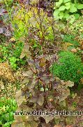 viininpunainen, claret Mitsu-Ba, Japanilainen Honeywort, Japanilainen Persilja Kasvi kuva
