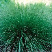 verde Sporobolus, Dropseed Pradera Planta foto