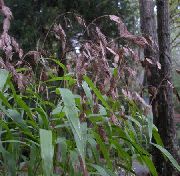 brązowy Hasmantium Roślina zdjęcie
