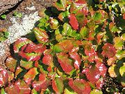 flerfarvet Schizocodon Plante foto