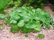 verde Verticiladas, Centella Agua, Dollarweed, Manyflower Pantano Pennywort Planta foto