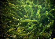 zelená Anacharis, Kanadský Elodea, Američtí Waterweed, Kyslík Plevel Rostlina fotografie