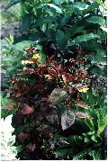 tamnocrvena Ljubičasta Resast Drenak Biljka foto