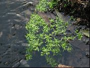 ფოტო წყლის Starwort ქარხანა (წყლის მცენარეები)