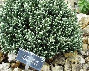 grøn Helichrysum, Karry Plante, Immortelle  foto