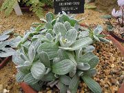 fotografija srebrno  Helichrysum, Curry Rastlina, Smilj