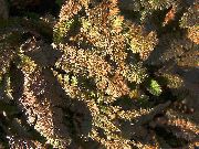 braun Neuseeland Messingknöpfe Pflanze foto