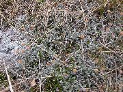 foto sølvfarvede Plante New Zealand Messing Knapper