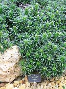 grön Lithodora Zahnii Växt foto