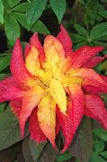 фото түсті Өсімдіктер Amaranthus Триколор