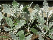 foto Dusty Miller, Silber Kreuzkraut Pflanze (dekorative-laub)