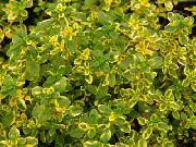 barwny Tymianek Limonnopahnuschy Roślina zdjęcie
