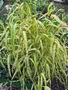 mannigfaltig Bowles Goldenen Gras, Goldhirse Gras, Vergoldetem Holz Hirse Pflanze foto