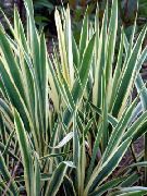 foto Adams Nadel Spoonleaf Yucca, Nadel-Palme Pflanze (dekorative-laub)