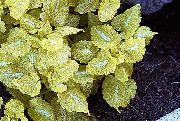 gul Døde Brændenælde, Plettede Døde Brændenælde Plante foto