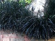 siyah Zambak-Çim, Yılanın Sakal, Siyah Ejderha, Siyah Mondo Çim Bitki fotoğraf