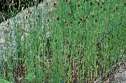fénykép zöld Növény Lomblevelű Gyékény, Gyékény, Kozák Spárga, Zászlók, Buzogánysás, Törpe Gyékény, Kecses Gyékény