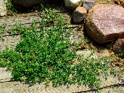 grön Liggande Knotweed Växt foto