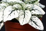 hvid Prikkede Plante, Fregne Ansigt  foto