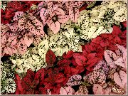 czerwony Hypoestes (Gipestes) Roślina zdjęcie