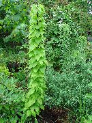 grøn Dioscorea Caucasica Plante foto