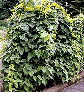 temno zelena Dioscorea Caucasica Rastlina fotografija