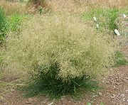ljusgrön Tuftade Hairgrass (Gyllene Hairgrass) Växt foto
