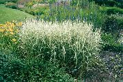 multicolor Reed Kanarífugl Gras Planta mynd