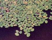 licht groen Brasenia, Water Schild Plant foto