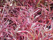 қызыл Alternantera Өсімдіктер фото