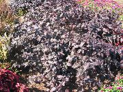 burgundy, claret Alternanthera Planta mynd